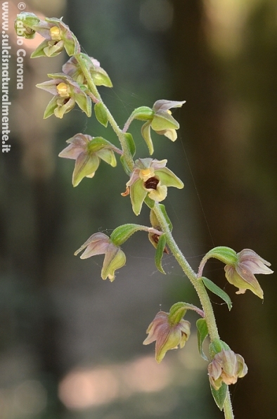 Primavera sulcitana